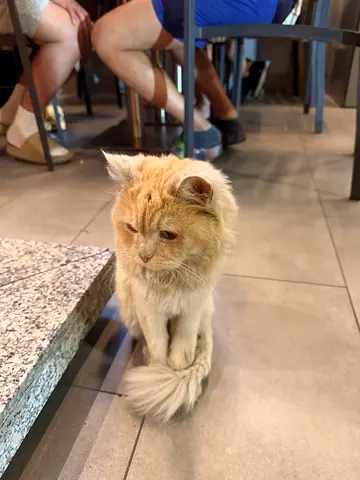 Fluffy ginger Cat Looking for a Home