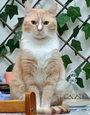 Urgently looking for lost Ginger cat