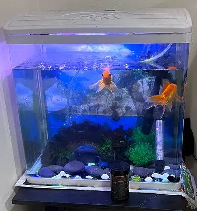 Beautiful Goldfish Aquarium with Accessories