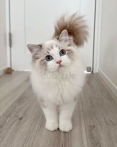 Sweet Female Ragdoll Cat Looking for a Forever Home