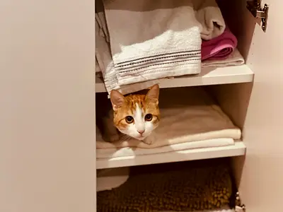 Leo is Looking for His Forever Home 🐾