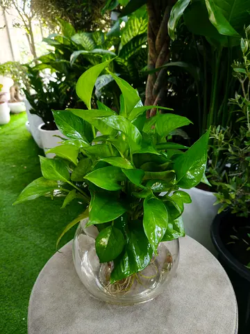 Hydroponic Money plant for indoor