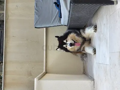 Friendly Alaskan husky Malamute