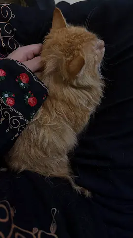 Adorable Orange Cat for Adoption