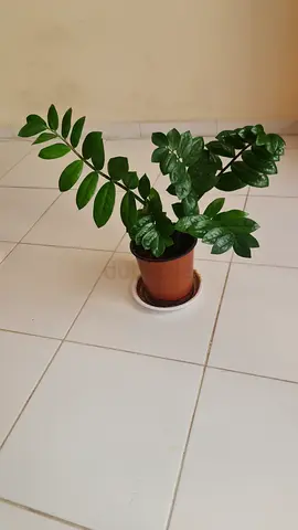 Indoor Potted Plant with Lush Green Leaves