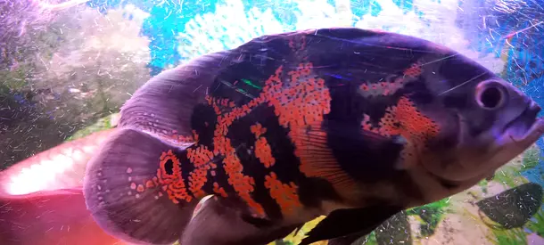Oscar fish