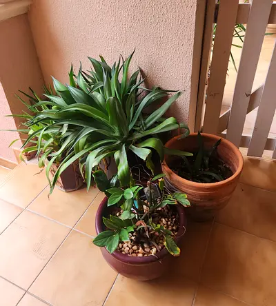 Lots of plants and pots