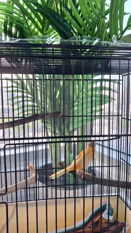Cage With Canary Bird