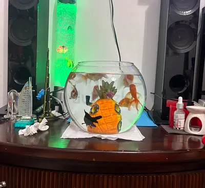 50 AED - Large Size Fish Bowl (Free Spongebob Pineapple House) (Fish not included)