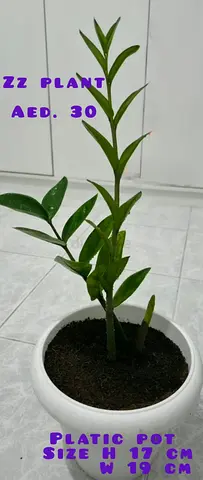 Indoor Plants for sale