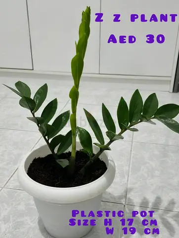 Indoor Plant For Sale