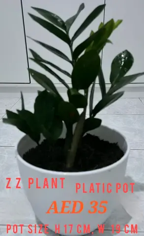 ZZ Plants for sale