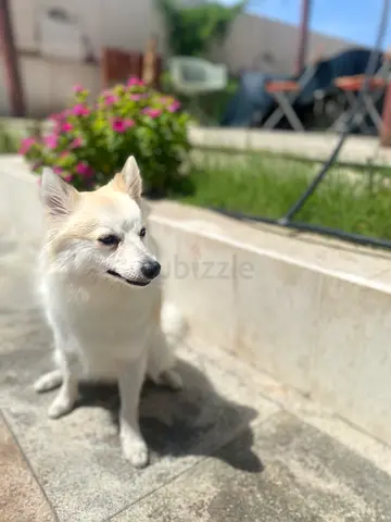 Lovely Friendly Dog Looking for a New Home