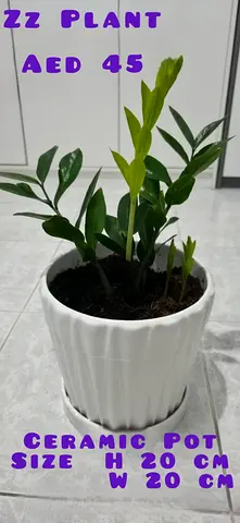 Indoor Plants for sale