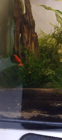 Fish aquarium for sale