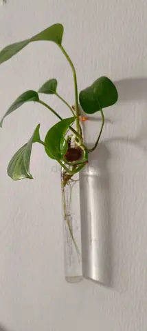 Pothos Plant