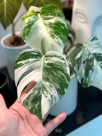 Monstera albo variegated