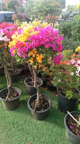 Beautiful Bougainvillea Plants in Pots