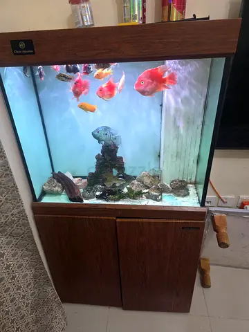 Cleair Aquatics 80cms Aquarium with Sump for sale