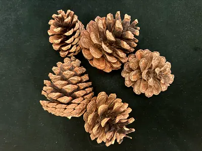 Natural Pinecone Collection