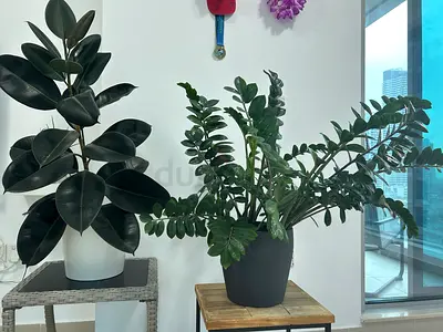 Large indoor potted plants - separate or together