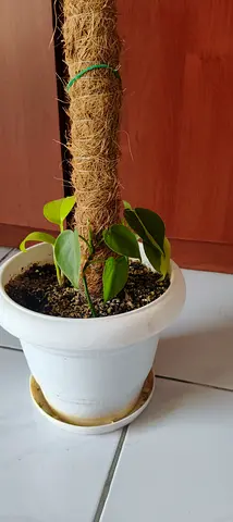 3 types of Pothos Plant