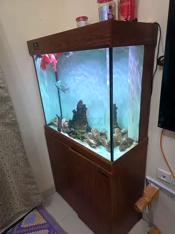 Cleair Aquatics 80cms Aquarium with Sump for sale