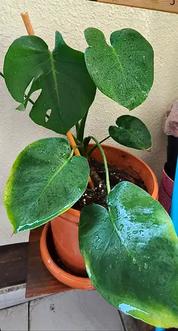Monstera plant
