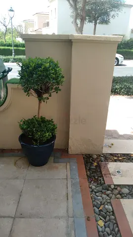 Potted Decorative Plant