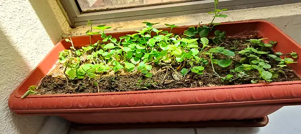 Chinese Jasmine Plant