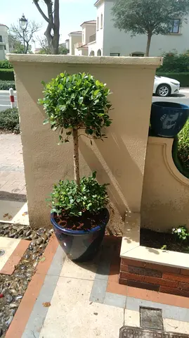 Indoor Decorative Potted Plant