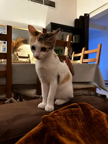 A female kitten for adoption - small cat for adoption - Fully vaccinated