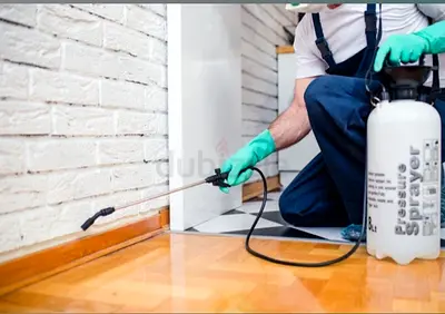 Professional Pest Control Services  Dubai 24/7 emergency