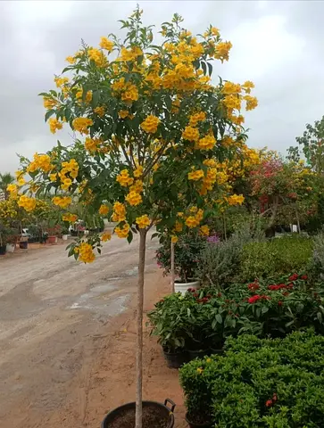 Beautiful Tacoma Tree with Vibrant Yellow Flowers