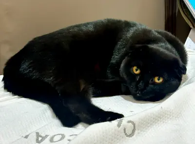 6 Kittens for adoption