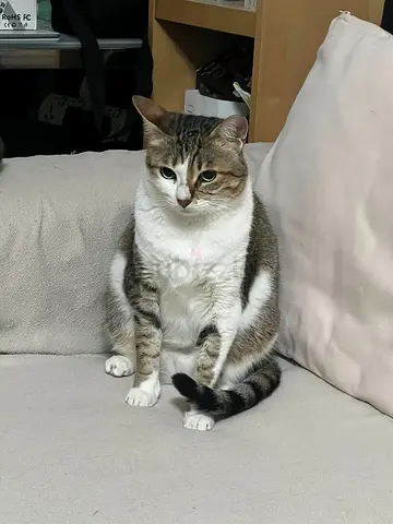 Lost cat in al falaj, Sharjah