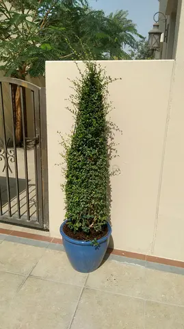 Stylish Outdoor Plant in Blue Pot