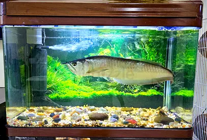 Arowana Fish with Tank