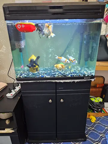 Aquarium with Cabinet Stand, Filter and Accessories — Ready Setup