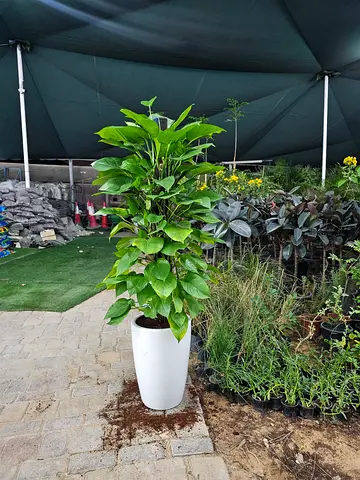 Money plants with ceramic pot 1.5m