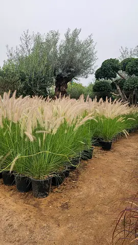 Potted ornamental fountain grasses - mature, ready to plant