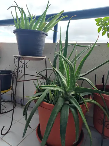 Potted Aloe Vera Plant