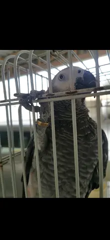 I lost kasko parrot in Sharjah date 23/3/2026 I have ring number