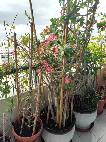 Desert Rose in Ceramic pot