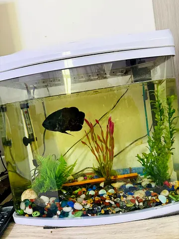 Fish Tank with Beautiful Oscar Fish