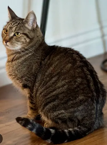 Sweet TABBY boy needs a loving forever home