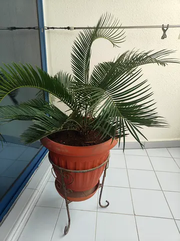 Sago Palm
