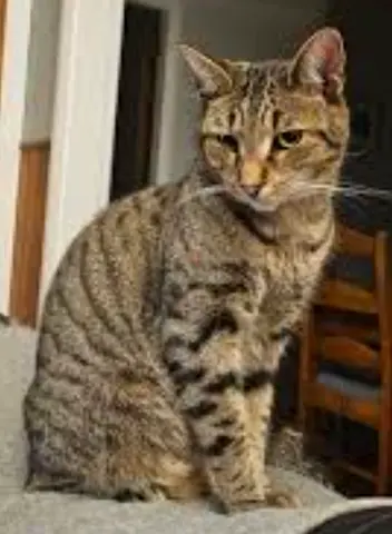 JACK needs a caring forever home