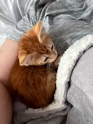 Adorable Ginger Kitten for Adoption