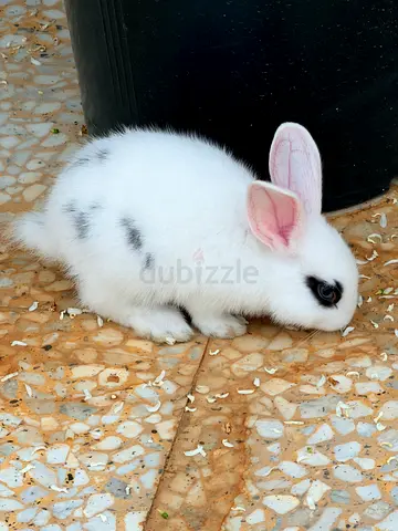 Small rabbits